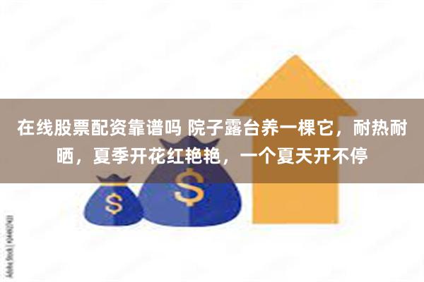 在线股票配资靠谱吗 院子露台养一棵它,耐热耐晒,夏季开花红艳艳,一个夏天开不停